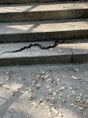 Pantherophis spiloides