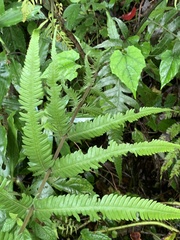 Pseudocyclosorus esquirolii