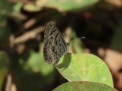 Leptotes plinius