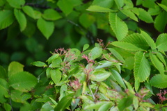 Cornus racemosa