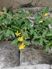 Hypericum monogynum