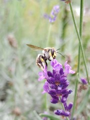 Anthidium manicatum