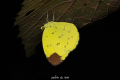 Eurema sari