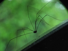 Sclerosomatidae