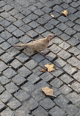 Streptopelia senegalensis