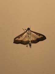 Cydalima perspectalis