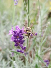 Anthidium manicatum