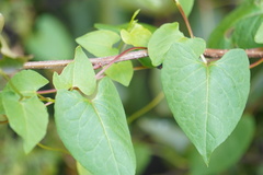 Fallopia scandens