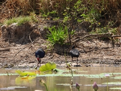 Porphyrio melanotus