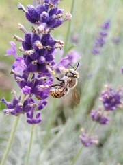 Anthidium manicatum