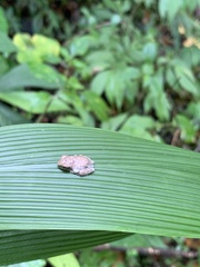 Anura