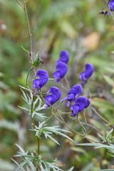 Aconitum baicalense