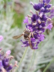 Anthidium manicatum