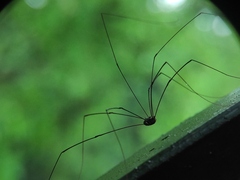 Sclerosomatidae