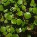 Coprosma arborea - Photo (c) Mike Lusk, μερικά δικαιώματα διατηρούνται (CC BY-NC), uploaded by Mike Lusk