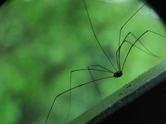 Sclerosomatidae