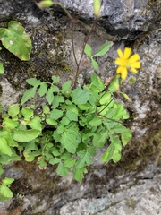 Youngia japonica