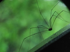 Sclerosomatidae