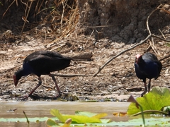 Porphyrio melanotus