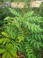 Magnoliopsida