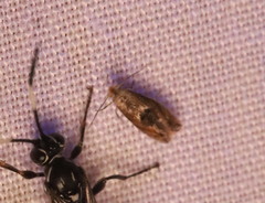 Bucculatrix coronatella