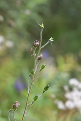 Aconitum baicalense