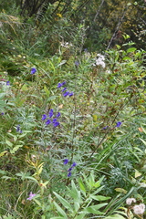 Aconitum baicalense