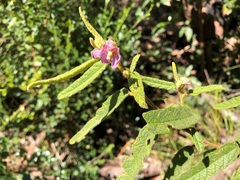 Seringia corollata