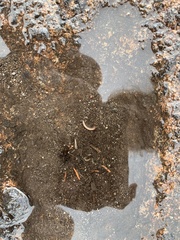 Cleidogona