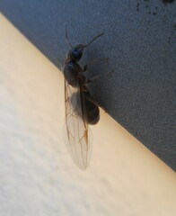 Formicidae