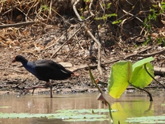 Porphyrio melanotus