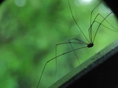 Sclerosomatidae