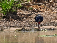 Porphyrio melanotus