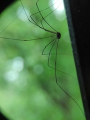 Sclerosomatidae
