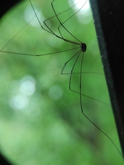 Sclerosomatidae