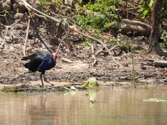 Porphyrio melanotus