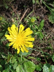 Helminthotheca echioides