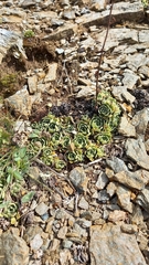 Saxifraga paniculata