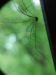 Sclerosomatidae