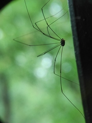 Sclerosomatidae