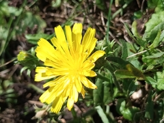 Helminthotheca echioides