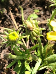 Helminthotheca echioides