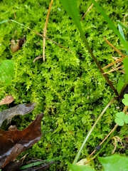 Plagiomnium cuspidatum