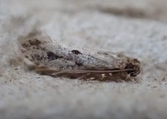 Amydria effrenatella