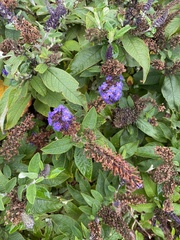 Buddleja