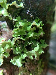Tuckermanopsis orbata