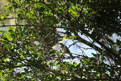 Pachycephala pectoralis