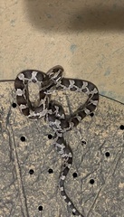 Pantherophis obsoletus