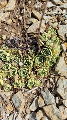 Saxifraga paniculata
