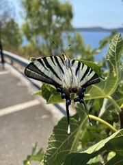 Iphiclides podalirius